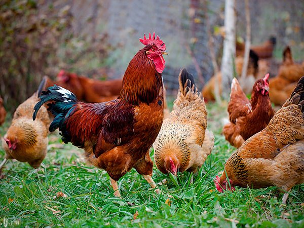 Породы куриц | ЗооТом - продажа, вязка и услуги для животных в Междуреченске
