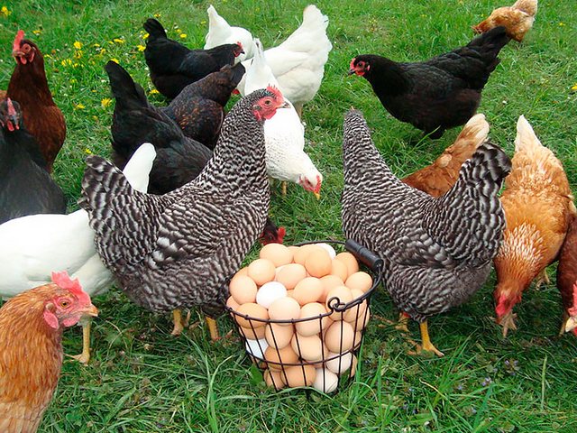 Содержание кур и уход за ними | ЗооТом - продажа, вязка и услуги для животных в Междуреченске