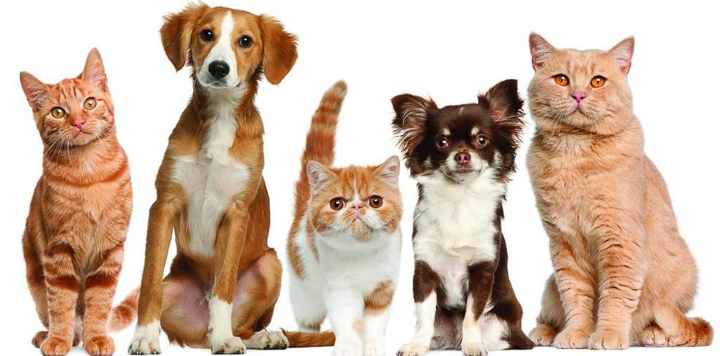 Доска объявлений о животных | ЗооТом - продажа, вязка и услуги для животных в Междуреченске