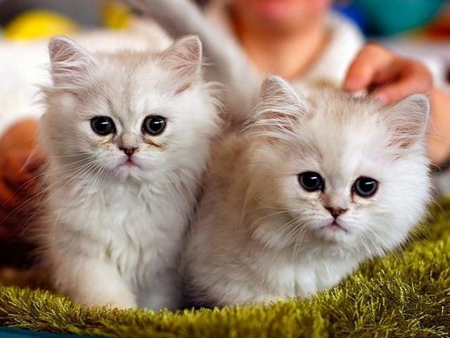 Породы кошек в Междуреченске | ЗооТом портал о животных