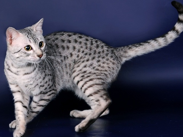 Породы кошек в Междуреченске | ЗооТом портал о животных