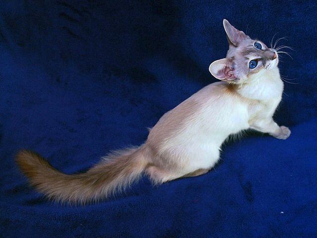 Выведенные породы кошек в Междуреченске | ЗооТом портал о животных