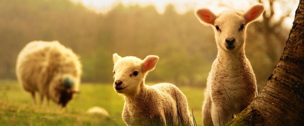 Объявления о сельскохозяйственных животных | ЗооТом - продажа, вязка и услуги для животных в Междуреченске