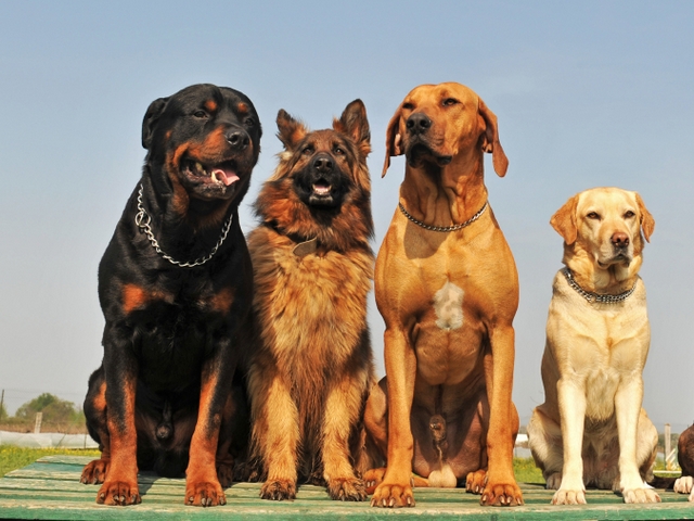 Крупные породы собак в Междуреченске | ЗооТом портал о животных