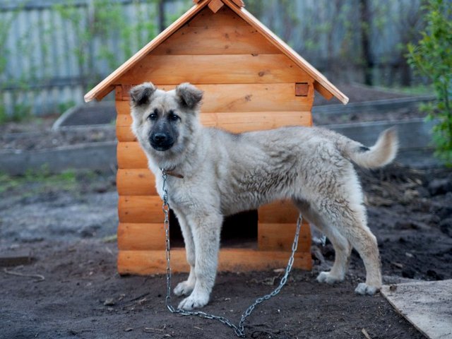 Все о собаках в Междуреченске